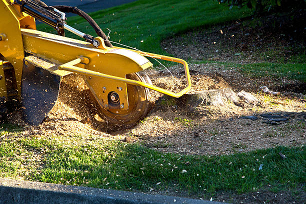 Best Tree Branch Trimming  in USA